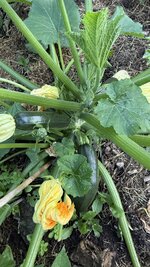 IMG_4797.jpeg