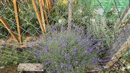 IMG_4794.jpeg