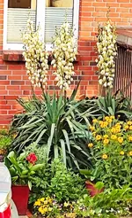 Yucca 2025.webp