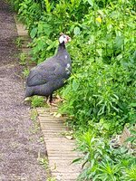 IMG_20250606_124957.jpg