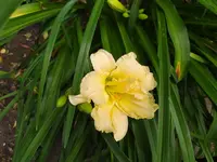 IMG_20250627_141027.jpg