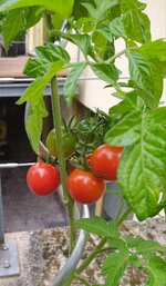 IMG_20250627_123938.jpg
