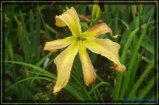 Lola Branham.webp