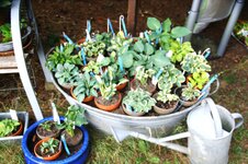 DSC01102.JPG