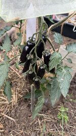 IMG_4811.jpeg