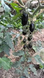 IMG_4810.jpeg