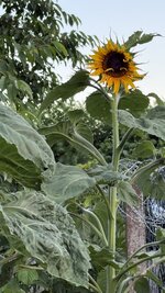 IMG_4795.jpeg