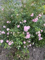 IMG_0404.JPEG