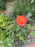 IMG_0405.JPEG