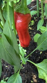 IMG_4801.jpeg