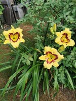 IMG_20250627_075300.jpg