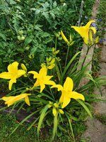 IMG_20250627_075144.jpg