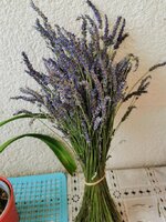 IMG_20250628_075402.jpg