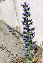 IMG_20220608_154334.jpg