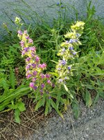 IMG_20220611_160024.jpg