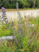 IMG_20230701_173036.jpg