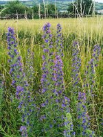 IMG_20250616_171428.jpg