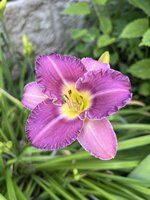 IMG_8900.jpeg
