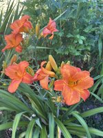 IMG_8903.jpeg