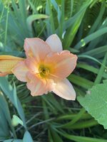 IMG_8906.jpeg