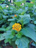 IMG_20250628_083404.jpg
