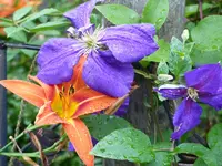P1020181.webp