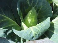 Spitzkohl 28.06 (3).webp