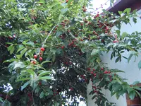 Kirschen (1).webp
