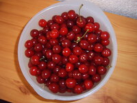 Kirschen (4).JPG