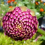 004.webp