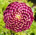 005.webp