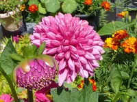 001.webp