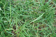Weidelgras Ähren 20230624.webp