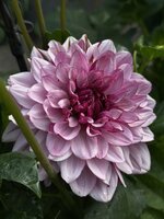 IMG_4565.jpeg