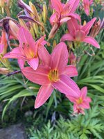 IMG_8910.jpeg