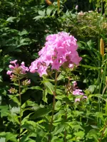 IMG_20250629_105922.webp