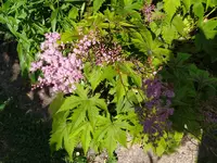 IMG_20250629_105958.webp