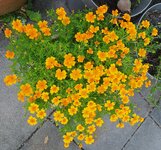 IMG_20250629_110737.jpg