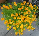 IMG_20250629_110737.webp