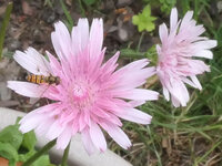 2025Crepis1.jpg