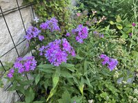 IMG_8912.jpeg