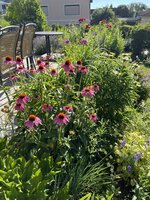IMG_8913.jpeg