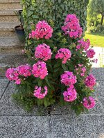 IMG_8911.jpeg