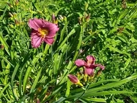 IMG_20250629_121723.webp
