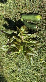 IMG_4876.jpeg