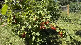 IMG_4884.jpeg