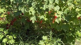 IMG_4882.jpeg