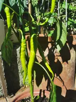 IMG_20250629_095142.webp