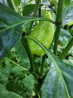 IMG_20250629_082841.jpg
