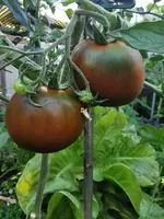 IMG_20250629_082633.webp